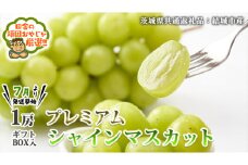 プレミアム シャインマスカット 1房 ギフトBOX入り 【2025年7月より発送開始】田舎の頑固おやじが厳選！（茨城県共通返礼品 [ぶどう]：結城市産） 茨城県 県産 つくばみらい市 人気 厳選 果物 くだもの 旬 旬の果物 旬のフルーツ マスカット ぶどう ブドウ ギフト 贈り物 プレゼント ボックス入り