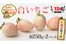 ＜お歳暮熨斗付＞白いちご約250ｇ×2パック 【令和6年12月より発送開始】 田舎の頑固おやじが厳選！ 茨城県 県産 つくばみらい市 人気 厳選 果物 くだもの 旬 旬の果物 旬のフルーツ 白イチゴ 白いちご 白苺 いちご イチゴ 苺 熨斗 熨斗付き お歳暮 御歳暮 冷蔵 送料無料