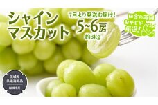 シャインマスカット 約3kg 5〜6房【2025年7月より発送開始】（茨城県共通返礼品 [ぶどう]：結城市産） 田舎の頑固おやじが厳選！ マスカット 種なし 高糖度 ギフト 甘い 美味しい フルーツ