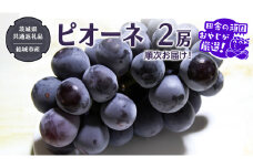 ピオーネ 2房 【2025年8月より発送開始】（茨城県共通返礼品 [ぶどう]：結城市産）田舎の頑固おやじが厳選！ ぶどう ブドウ 葡萄 大粒 ギフト 甘い 美味しい フルーツ