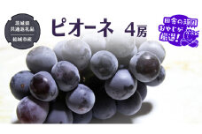 ピオーネ 4房【2025年8月より発送開始】（茨城県共通返礼品 [ぶどう]：結城市産）田舎の頑固おやじが厳選！  ぶどう ブドウ 葡萄 種なし 大粒 高糖度 ギフト 甘い 美味しいフルーツ