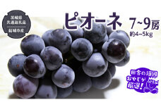 ピオーネ 7～9房 約4～5kg【2025年8月より発送開始】（茨城県共通返礼品 [ぶどう]：結城市産）田舎の頑固おやじが厳選！ ぶどう ブドウ 葡萄 種なし 大粒 高糖度 ギフト 甘い 美味しい フルーツ
