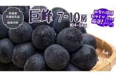 巨峰 約4～5kg 7〜10房 【2025年8月より発送開始】（茨城県共通返礼品 [ぶどう]：結城市産）田舎の頑固おやじが厳選！  ぶどう ブドウ 葡萄 高糖度 大粒 甘い 美味しい フルーツ