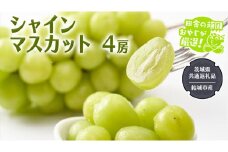 シャインマスカット 4房 【2025年7月より発送開始】 （茨城県共通返礼品 [ぶどう]：結城市産） 田舎の頑固おやじが厳選！ マスカット 種なし ギフト 高糖度 大粒 甘い 美味しい フルーツ