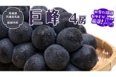 巨峰 4房 【2025年8月より発送開始】（茨城県共通返礼品 [ぶどう]：結城市産）田舎の頑固おやじが厳選！ ぶどう ブドウ 葡萄 高糖度 大粒 甘い フルーツ 美味しい