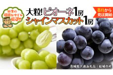 シャインマスカット と ピオーネ （各種1房ずつ） 【2025年8月より発送開始】（茨城県共通返礼品 [ぶどう]：結城市産） シャインマスカット マスカット ぶどう ブドウ 葡萄 ピオーネ 種なし 大粒 高糖度 ギフト 甘い 美味しい