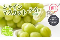 【お中元 熨斗付】 シャインマスカット 約3kg 5〜6房 【2025年7月より発送開始】 （茨城県共通返礼品 [ぶどう]：結城市産） 田舎の頑固おやじが厳選！ マスカット 種なし 高糖度 ギフト お中元 甘い 美味しい フルーツ