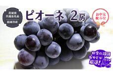 【お中元 熨斗付】 ピオーネ 2房 【2025年7月より発送開始】 （茨城県共通返礼品 [ぶどう]：結城市産） 田舎の頑固おやじが厳選！  ぶどう ブドウ 葡萄 大粒 ギフト お中元 甘い フルーツ 美味しい