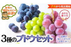 【お中元 熨斗付】 3種のブドウセット 【令和6年7月より発送開始】 田舎の頑固おやじが厳選！ ぶどう ブドウ 葡萄 詰合せ セット ギフト 御中元
