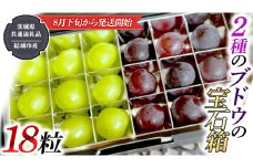 2種類 の ブドウ の 宝石箱 18粒 【2025年8月下旬から発送開始】 （茨城県共通返礼品 [ぶどう]：結城市産） 田舎の頑固おやじが厳選！ 巨峰 ピオーネ マスカット ぶどう フルーツ 果物