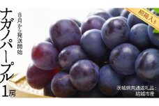 【 桐箱入り 】 ナガノパープル 1房 【2025年8月から発送開始】（茨城県共通返礼品 [ぶどう]：結城市産） 果物 フルーツ マスカット ぶどう ギフト 贈答 プレゼント 桐箱