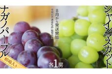 【 桐箱入り 】 シャインマスカット 1房 と ナガノパープル 1房 【2025年8月から発送開始】（茨城県共通返礼品 [ぶどう]：結城市産） 果物 フルーツ マスカット ぶどう ギフト 贈答 プレゼント 桐箱