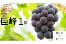 【 お中元 熨斗 付 】【 桐箱入り 】巨峰1房  【2025年8月より発送開始】（茨城県共通返礼品 [ぶどう]：結城市産） 巨峰 ぶどう 果物 フルーツ 季節 旬