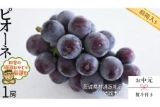 【 お中元 熨斗 付 】【 桐箱入り 】 ピオーネ1房  【2025年8月より発送開始】（茨城県共通返礼品 [ぶどう]：結城市産） ピオーネ ぶどう 果物 フルーツ 季節 旬