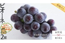 【 お中元 熨斗 付 】【 桐箱入り 】 ピオーネ2房  【2025年8月より発送開始】（茨城県共通返礼品 [ぶどう]：結城市産） ピオーネ ぶどう 果物 フルーツ 季節 旬