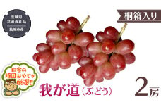 【 桐箱入り 】我が道 （ ぶどう ） 2房 【2025年9月から発送開始】（茨城県共通返礼品 [ぶどう]：結城市産）  ぶどう 我が道 果物 フルーツ 季節 旬
