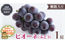 【 桐箱入り 】ピオーネ（ ぶどう ） 1房 【2025年8月から発送開始】（茨城県共通返礼品 [ぶどう]：結城市産）  ぶどう ピオーネ 果物 フルーツ 季節 旬