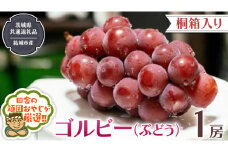 【 桐箱入り 】ゴルビー （ ぶどう ） 1房 【2025年9月から発送開始】（茨城県共通返礼品 [ぶどう]：結城市産） ぶどう ゴルビー 果物 フルーツ 季節 旬