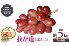 我が道 （ ぶどう ） 約5キロ（7～9房）【2025年9月から発送開始】 （茨城県共通返礼品 [ぶどう]：結城市産） ぶどう 我が道 果物 フルーツ 季節 旬