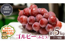 ゴルビー （ ぶどう ） 約5キロ（7～9房）【2025年9月から発送開始】 （茨城県共通返礼品 [ぶどう]：結城市産） ぶどう ゴルビー 果物 フルーツ 季節 旬