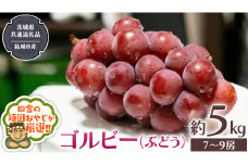ゴルビー （ ぶどう ） 約5キロ（7～9房）【2025年9月から発送開始】 （茨城県共通返礼品 [ぶどう]：結城市産） ぶどう ゴルビー 果物 フルーツ 季節 旬