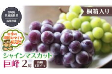 【 桐箱入り 】 シャインマスカッ トと 巨峰 （各種1房ずつ） 【2025年8月から発送開始】（茨城県共通返礼品 [ぶどう]：結城市産） シャインマスカット 巨峰 ぶどう 果物 フルーツ 季節 旬