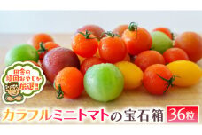 カラフルミニトマト の 宝石箱 36粒   【令和6年1月から発送開始】トマト ミニトマト カラフル 野菜 フルーツ