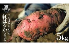 つくばみらい市産 さつまいも 紅はるか 土付き5kg サイズ未選別 サツマイモ つくばみらい いも 照沼 食物繊維 しっとり 甘い 人気 焼き芋 大学芋 天ぷら 味噌汁 お菓子 送料無料 茨城県産 さつま芋 薩摩芋 工場直送