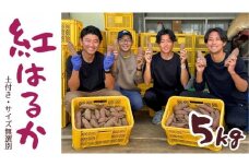 【 先行予約 】茨城県産 さつまいも 紅はるか 5kg （ 土付き サイズ無選別 ）【2025年11月頃から発送開始】 べにはるか いも 茨城 甘い おいしい 美味しい 訳あり