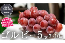 ゴルビー 5kg (7~10房) 【2025年9月より発送開始】（茨城県共通返礼品 [ぶどう]：結城市産）  ぶどう ブドウ 葡萄 果物 フルーツ 茨城県産