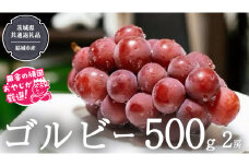 ゴルビー 500g ×2房【2025年9月より発送開始】（茨城県共通返礼品 [ぶどう]：結城市産） ぶどう ブドウ 葡萄 果物 フルーツ 茨城県産