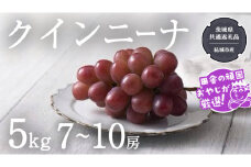 クインニーナ 5kg（7〜10房）【2025年9月より発送開始】（茨城県共通返礼品 [ぶどう]：結城市産） ぶどう ブドウ 葡萄 果物 フルーツ 茨城県産