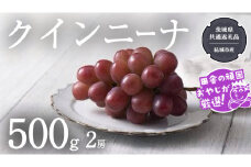 クインニーナ 500g×2房【2025年9月より発送開始】（茨城県共通返礼品 [ぶどう]：結城市産） ぶどう ブドウ 葡萄 果物 フルーツ 茨城県産