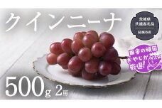 クインニーナ 500g×2房【2025年9月より発送開始】（茨城県共通返礼品 [ぶどう]：結城市産） ぶどう ブドウ 葡萄 果物 フルーツ 茨城県産
