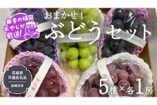 おまかせ！ ぶどう セット 5品種×各1房【2025年9月より発送開始】（茨城県共通返礼品 [ぶどう]：結城市産） ぶどう ブドウ 葡萄 果物 フルーツ 茨城県産