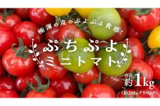 プチぷよ ミニトマト 合計 約1kg （約200g × 5パック） トマト ミニトマト プチぷよ 新鮮 美味しい 野菜