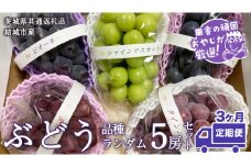 【定期便】ぶどう 品種ランダム5房セット【2025年8月から3か月連続で発送】（茨城県共通返礼品 [ぶどう]：結城市産） ブドウ 葡萄 果物 フルーツ 茨城県産