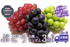 【定期便】ぶどう 品種ランダム3房セット【2025年8月から3か月連続で発送】（茨城県共通返礼品 [ぶどう]：結城市産） ブドウ 葡萄 果物 フルーツ 茨城県産