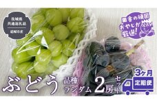 【定期便】ぶどう 品種ランダム2房セット【2025年8月から3か月連続で発送】（茨城県共通返礼品 [ぶどう]：結城市産）  ブドウ 葡萄 果物 フルーツ 茨城県産