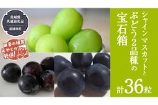 「粒々ぶどう36粒」 シャインマスカット と ぶどう 2品種の宝石箱【2025年8月より発送開始】（茨城県共通返礼品 [ぶどう]：結城市産） ぶどう ブドウ 葡萄 果物 フルーツ 茨城県産