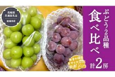 ぶどう 2品種 食べ比べ（各１房ずつ）【2025年8月より発送開始】（茨城県共通返礼品 [ぶどう]：結城市産）  詰め合わせ 果物 フルーツ 茨城県産