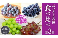 ぶどう 3品種 食べ比べ（各１房ずつ）【2025年8月より発送開始】（茨城県共通返礼品 [ぶどう]：結城市産） 詰め合わせ 果物 フルーツ 茨城県産