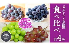 ぶどう 4品種 食べ比べ（各１房ずつ）【2025年8月より発送開始】（茨城県共通返礼品 [ぶどう]：結城市産）  ブドウ 葡萄 果物 フルーツ 茨城県産