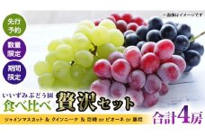 【 先行予約 】【 数量限定 】【 期間限定 】絶品！いいずみぶどう園の おすすめ ぶどう 4種 （ シャインマスカット ＆ クインニ―ナ ＆ 巨峰 or ピオーネ or 藤稔 ）食べ比べ 贅沢セット（ 合計 4房 ） 2025年8月下旬～発送開始 シャインマスカット クインニ―ナ 巨峰 ピオーネ 藤稔 贅沢 産直 新鮮 採れたて ふるさと納税