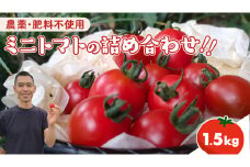 今夏お届け！ 農薬 ・ 肥料 不使用 ミニトマト の 詰め合わせ 1.5kg オーガニック ミニ トマト 有機栽培 健康 自然 肥料不使用 炭素循環農法 