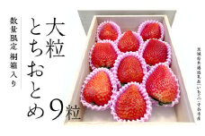 【数量限定】桐箱入り 大粒いちご とちおとめ 9粒（茨城県共通返礼品 [いちご]：守谷市産） 果物 フルーツ 苺 イチゴ スイーツ 数量限定 人気 ギフト プレゼント 贈答 ケーキ グルメ デザート おやつ お菓子