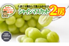 田舎の頑固おやじが厳選！シャインマスカット2房【2025年8月から発送開始】（茨城県共通返礼品 [ぶどう]：結城市産） マスカット 種なし 高糖度 ギフト お中元 甘い 美味しい フルーツ ぶどう