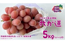 我が道 5kg （8～12房）【2025年9月より発送開始】（茨城県共通返礼品 [ぶどう]：結城市産） 葡萄 赤ぶどう 旬 お取り寄せ フルーツ 希少品種 新品種 デザート
