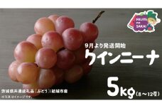 クインニーナ 5kg （8～12房）【2025年9月より発送開始】（茨城県共通返礼品 [ぶどう]：結城市産） 葡萄 赤ぶどう 旬 お取り寄せ フルーツ 甘い 希少品種 デザート
