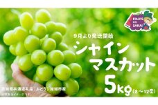 シャインマスカット 5kg （8～12房）【2025年9月より発送開始】（茨城県共通返礼品 [ぶどう]：結城市産） 葡萄 マスカット 旬 お取り寄せ フルーツ 種なし 皮ごと 甘い デザート